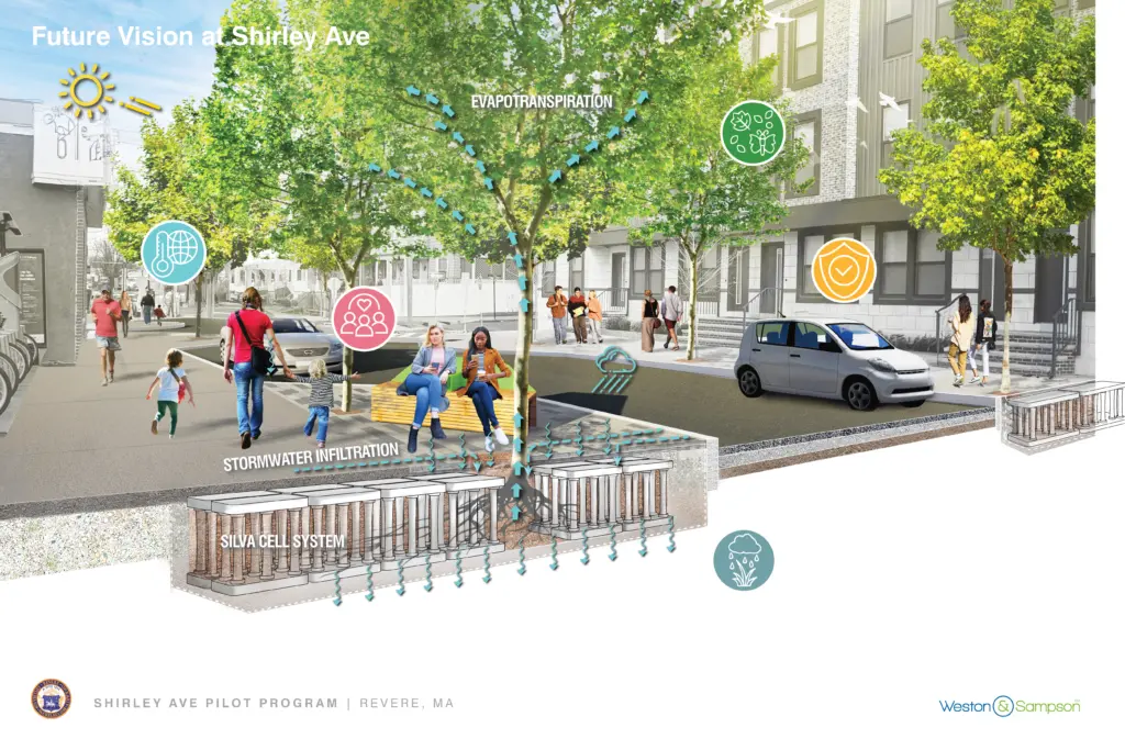 Rendering of urban trees highlighting stormwater management.